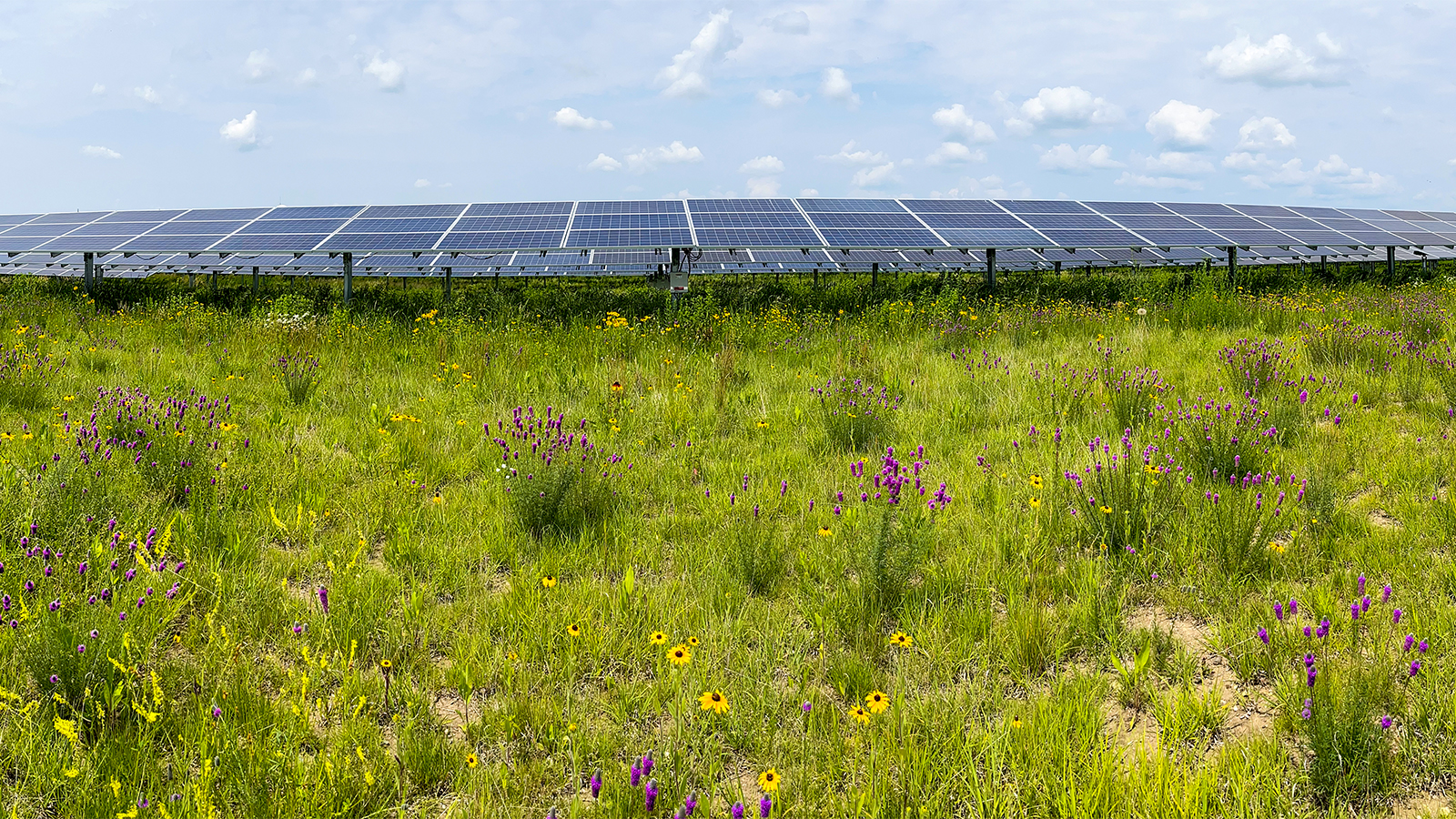 Solar array surrounded by native pollinator habitat